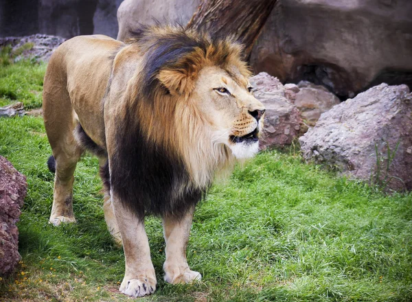Een mannelijke leeuw, Panthera leo, koning van beesten — Stockfoto