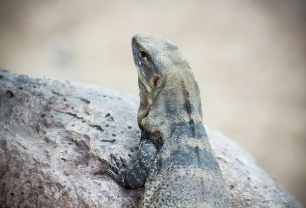 En Spinytail Iguana, släkte Ctenosaura eller Sonora svart leguan — Stockfoto