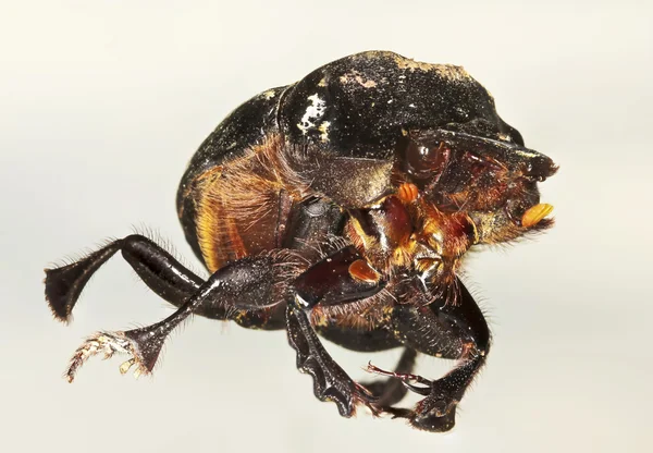 Uma vista macro de um besouro escaravelho — Fotografia de Stock