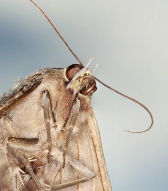 A kapatmak yukarıya-in Siyah Witch Moth