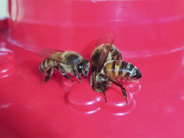 Ένα τρίο των ήμερων μελισσών σε έναν τροφοδότη — Φωτογραφία Αρχείου