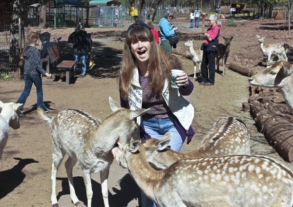 Une femme s'amuse à nourrir les cerfs — Photo