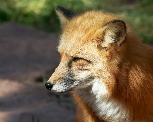 A Close Up Portrait of a Red Fox — Stock Photo, Image