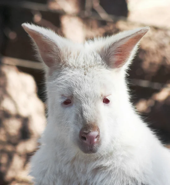 Bliski portret Albino Wallaby — Zdjęcie stockowe