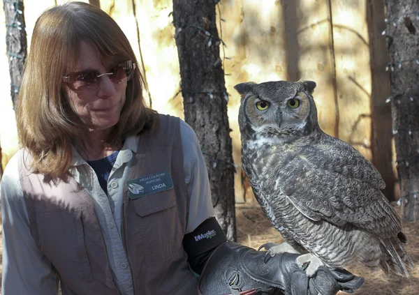 A Great Horned Owl at Bearizona, Williams, Arizona — Stock Photo, Image