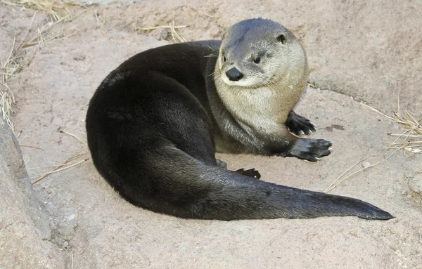 A River Otter Dries Out on a Rock — Stok Foto