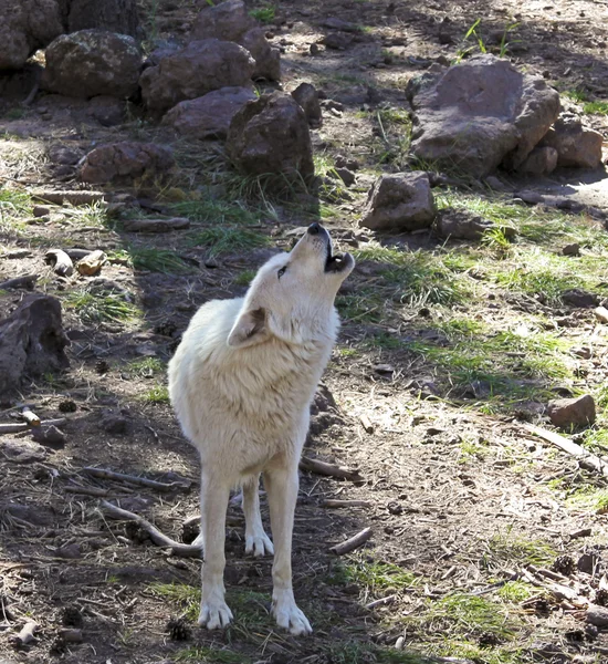 Um lobo ártico uivando na floresta — Fotografia de Stock