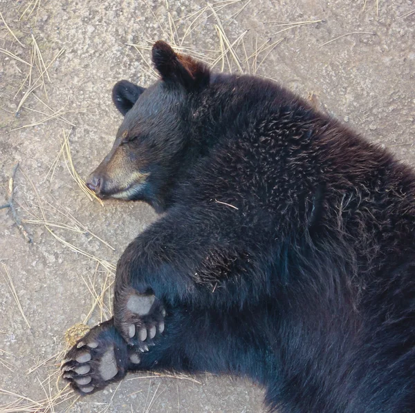 Um retrato de um filhote de urso preto adormecido — Fotografia de Stock
