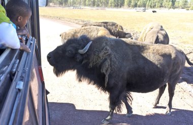 Bir çocuk ve Bison Safari Park
