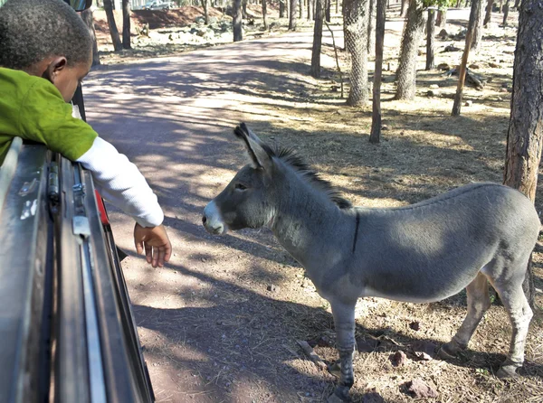 Een jongen en Burro in een safaripark — Stockfoto