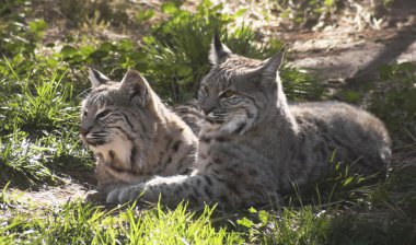 A Pair of Bobcats in Dappled Sunshine clipart