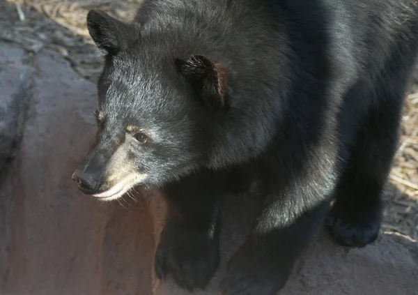 Ett porträtt av en Black Bear Cub — Stockfoto