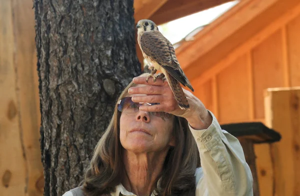 A Kestrel and Trainer at Bearizona, Williams, Arizona — Stock Photo, Image