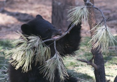 A Portrait of a Toothy Black Bear Cub clipart