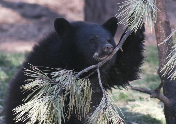 Un retrato de un triste cachorro de oso negro — Foto de Stock