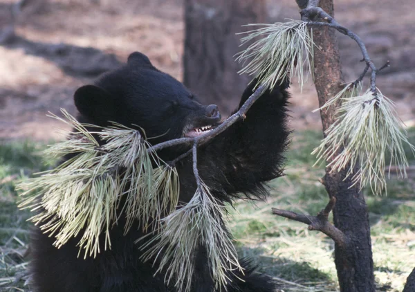 Ett porträtt av en Toothy Black Bear Cub — Stockfoto