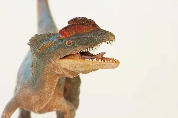 A 볏된 Dilophosaurus 공룡의 종료 — 스톡 사진