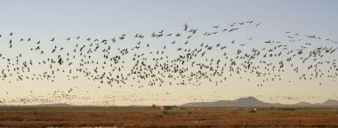 Whitewater beraberlik yukarıda Sandhill Crane akın uçar