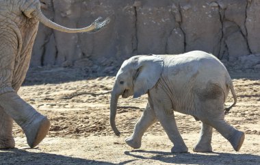 Bir bebek Afrika fili Trots sonra onun annesi