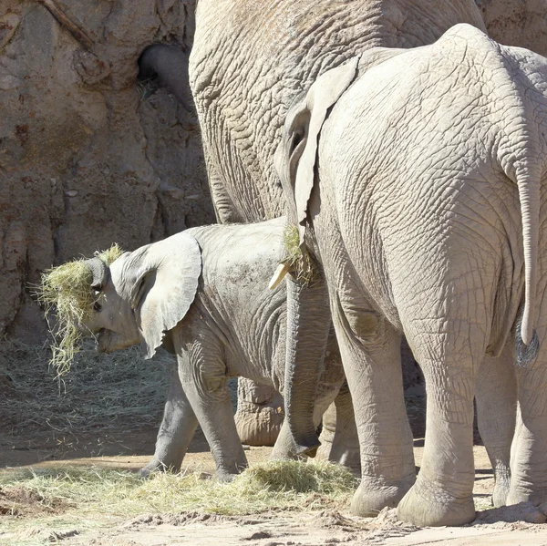 Un elefante africano bebé juega con heno —  Fotos de Stock