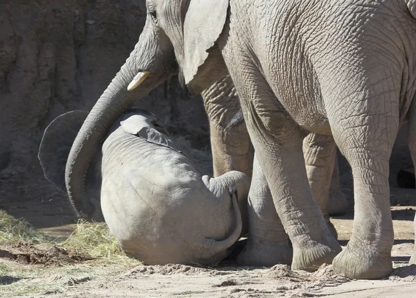Μια μητέρα ελέφαντα λίκνα το μωρό με κορμού της — Φωτογραφία Αρχείου