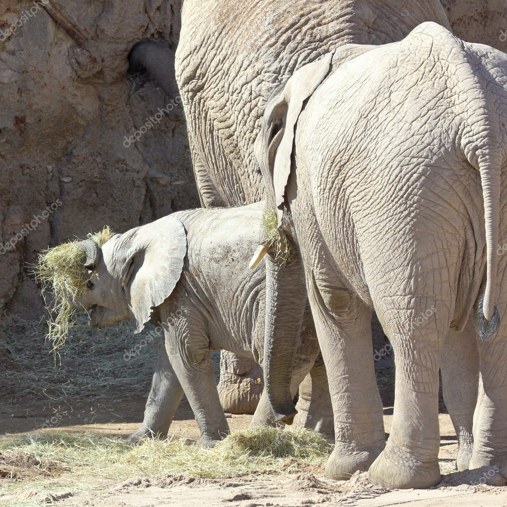 Un Bebe Elephant Africain Joue Avec Du Foin Image Libre De Droit Par Neilld C Un Bebe Elephant Africain Joue Avec Du Foin Image Libre De Droit Par Neilld C