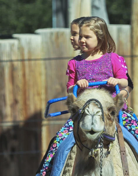 A Camel Ride at The Reid Park Zoo — Stock Photo, Image