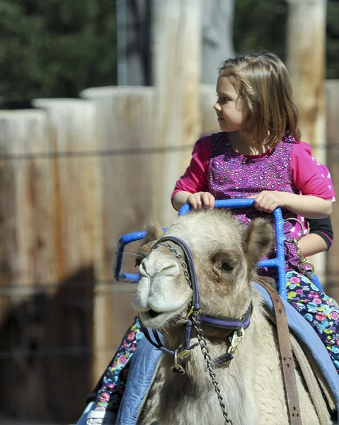 A Camel Ride at The Reid Park Zoo — Stock Photo, Image
