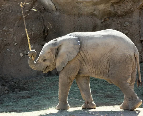 A Baby African Elephant Plays with a Stick — Stock Photo, Image