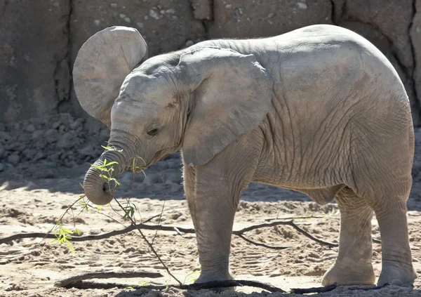 A Baby African Elephant Plays with a Stick — Stock Photo, Image