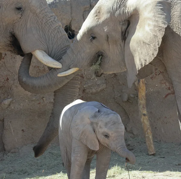 Un retrato de una familia de elefantes africanos —  Fotos de Stock