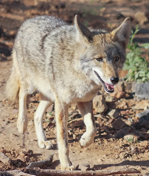 Een portret van een Coyote, Canis latrans — Stockfoto