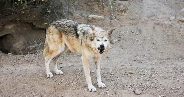 A Mexican Gray Wolf Snarls a Warning Outside Its Den — Stock Photo, Image