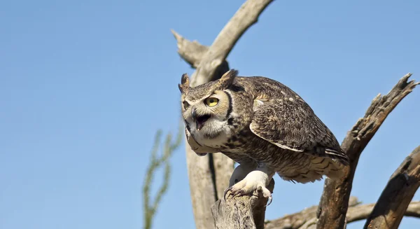 Un gran búho con cuernos contra un cielo azul —  Fotos de Stock