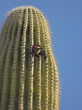 Bir Saguaro kaktüsü bir Gila ağaçkakan