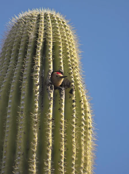 Ένας δρυοκολάπτης Gila σε έναν κάκτο Saguaro — Φωτογραφία Αρχείου