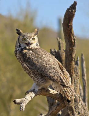 A Great Horned Owl on an Old Snag clipart