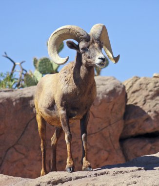 Bir Bighorn koyun Ram portre, Ovis canadensis