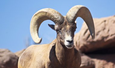 Bir Bighorn koyun Ram portre, Ovis canadensis