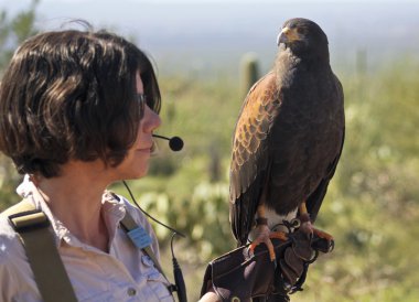 A Harris's Hawk on a Zoo Docent's Glove clipart