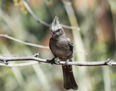 Bir uçan böcek yiyen bir kadın Phainopepla