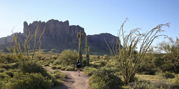 Un sendero hacia el desierto de la montaña de superstición —  Fotos de Stock