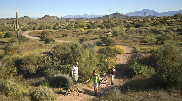 Un sentier dans la nature sauvage de Superstition Mountain — Photo