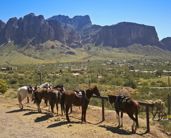 En linje av hästar på ett Hitching Post — Stockfoto