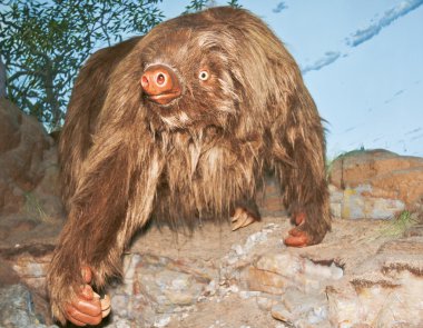 Bir dev zemin Sloth, Kartchner mağaraları, Benson, Arizona