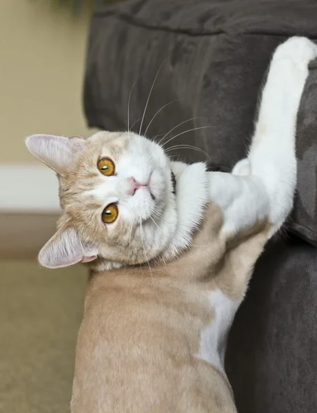 Een crème Cyperse kat Caught in the Act — Stockfoto