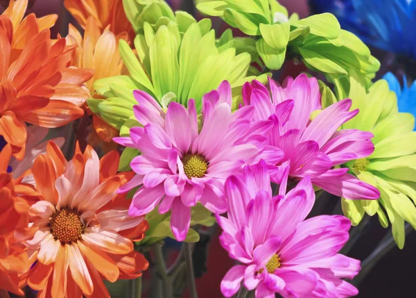 Un accordo di colorati fiori di margherita Gerbera Foto Stock