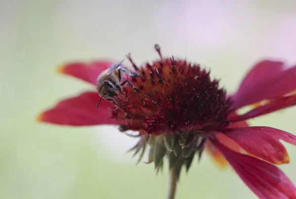 Une abeille au miel sur une fleur de couverture — Photo