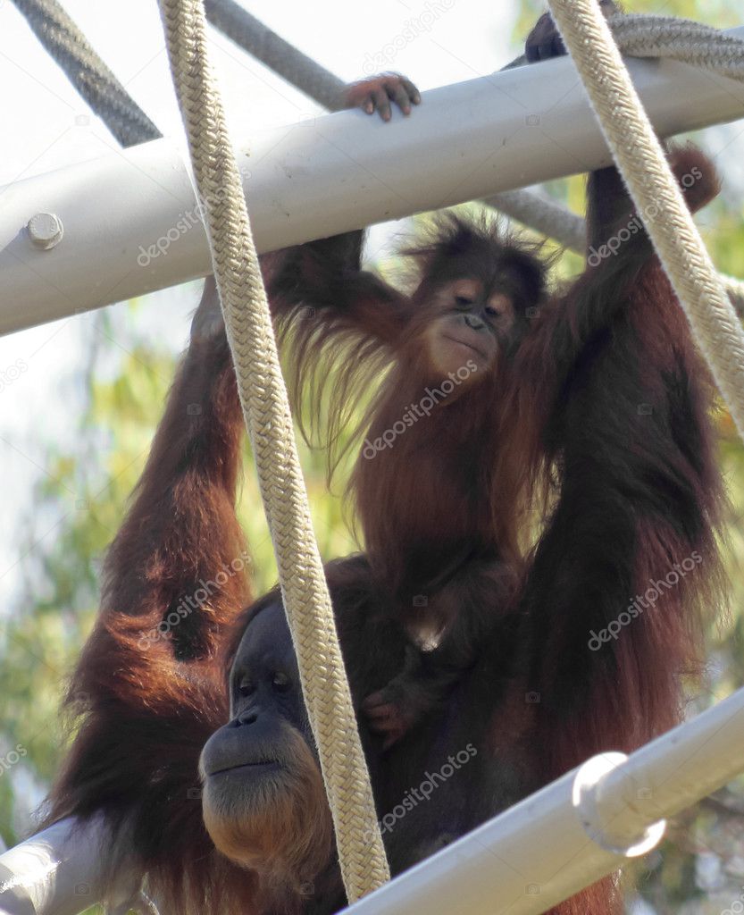 A Baby Orangutan on His Mother's Shoulders