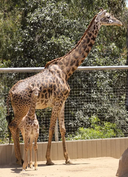 Une petite girafe et sa mère dans un zoo — Photo